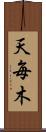 天毎木 Scroll