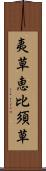 夷草 Scroll