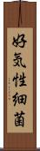 好気性細菌 Scroll