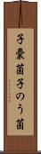 子嚢菌 Scroll