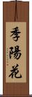 季陽花 Scroll