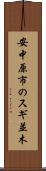 安中原市のスギ並木 Scroll