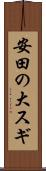安田の大スギ Scroll
