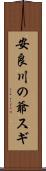 安良川の爺スギ Scroll