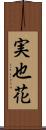 実也花 Scroll