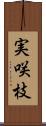 実咲枝 Scroll