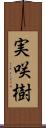 実咲樹 Scroll