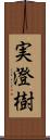 実澄樹 Scroll