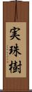 実珠樹 Scroll