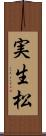 実生松 Scroll