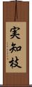 実知枝 Scroll