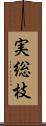 実総枝 Scroll