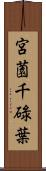 宮薗千碌葉 Scroll