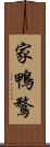 家鴨 Scroll