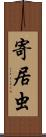 寄居虫 Scroll
