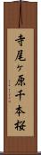 寺尾ヶ原千本桜 Scroll