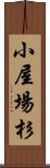 小屋場杉 Scroll
