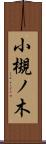 小槻ノ木 Scroll