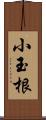 小玉根 Scroll