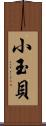 小玉貝 Scroll