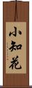 小知花 Scroll