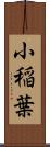 小稲葉 Scroll