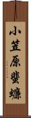 小笠原蜚蠊 Scroll