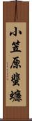 小笠原蜚蠊 Scroll