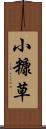 小糠草 Scroll