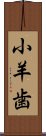 小羊歯 Scroll