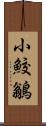 小鮫鶲 Scroll