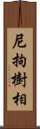 尼拘樹相 Scroll