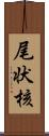 尾状核 Scroll