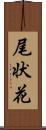 尾状花 Scroll