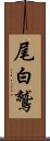 尾白鷲 Scroll