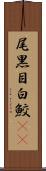 尾黒目白鮫(rK) Scroll