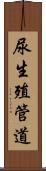 尿生殖管道 Scroll