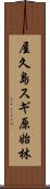 屋久島スギ原始林 Scroll
