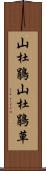 山杜鵑 Scroll