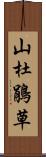 山杜鵑草 Scroll