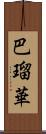 巴瑠華 Scroll