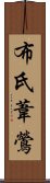 布氏葦鶯 Scroll