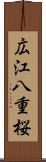 広江八重桜 Scroll