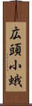 広頭小蛾 Scroll