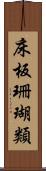 床板珊瑚類 Scroll