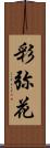 彩弥花 Scroll