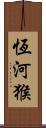 恆河猴 Scroll