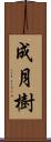 成月樹 Scroll