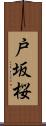 戸坂桜 Scroll