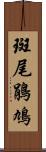 斑尾鵑鳩 Scroll